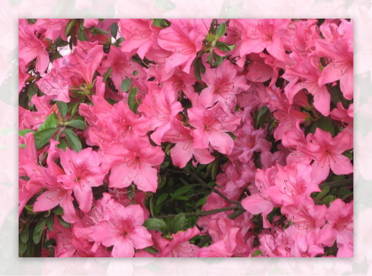 粉红色的杜鹃花图片