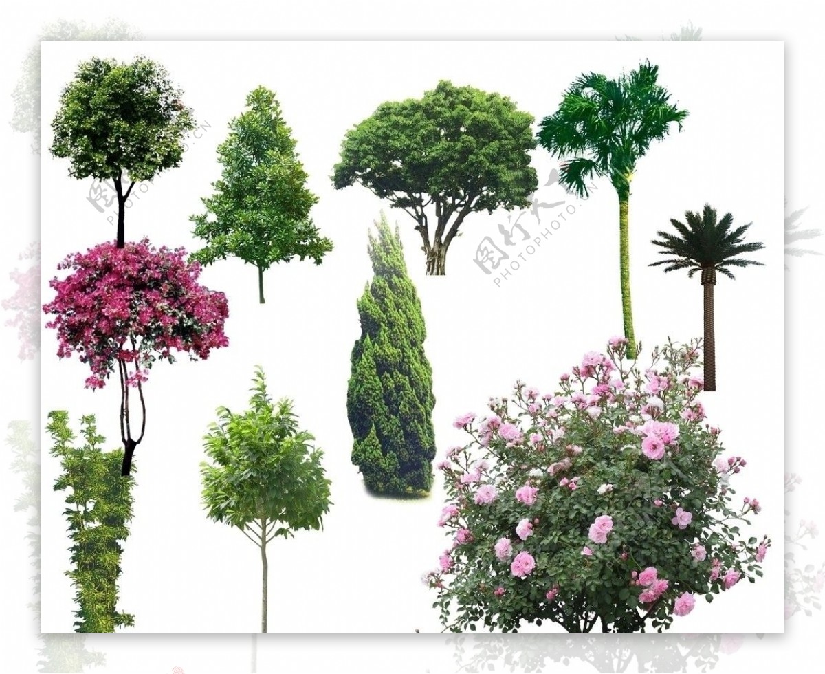 树木植物图片