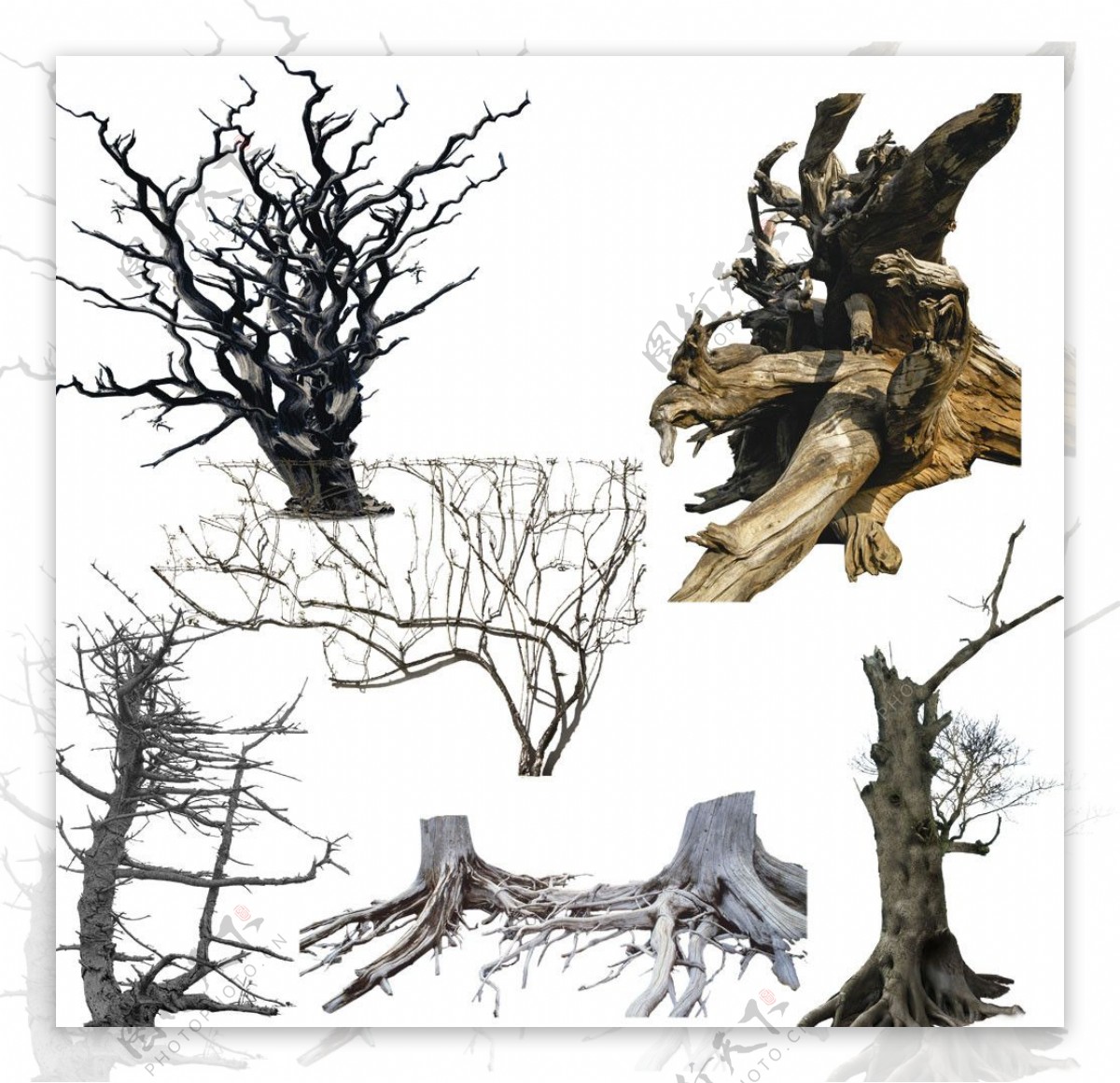 形态各异的树干图片