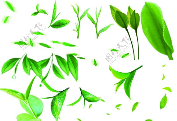 茶树叶子绿色花边图片