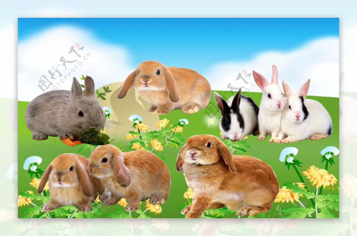 蓝天草地兔子素材图片