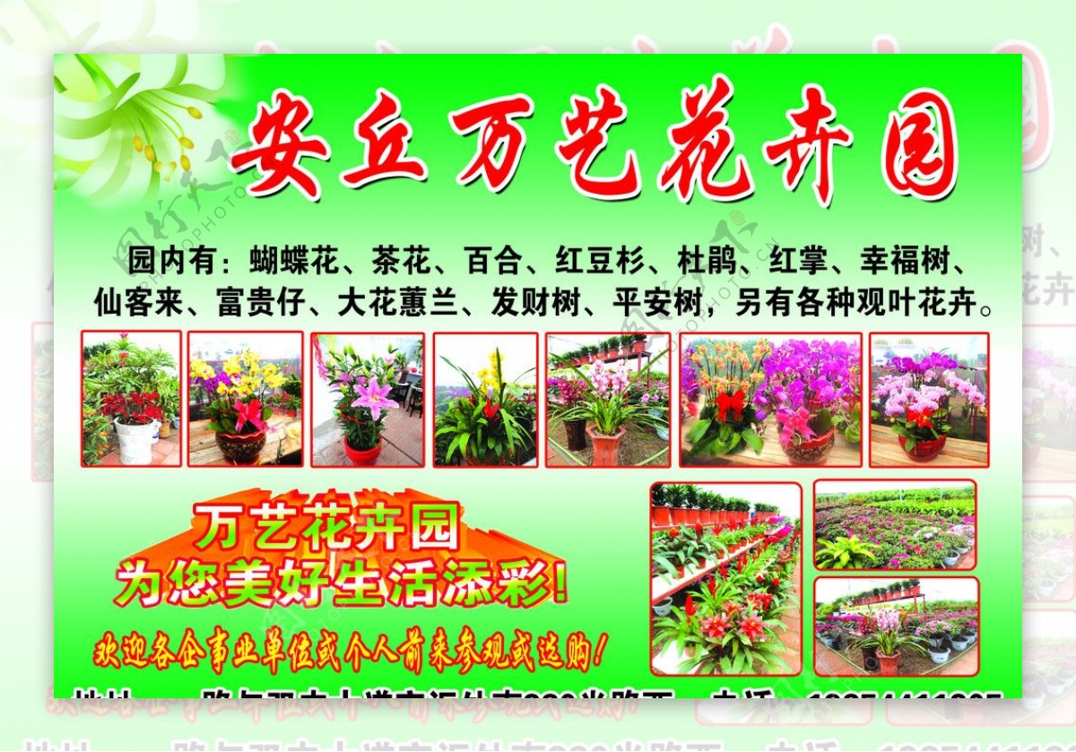 安丘万艺花卉园图片