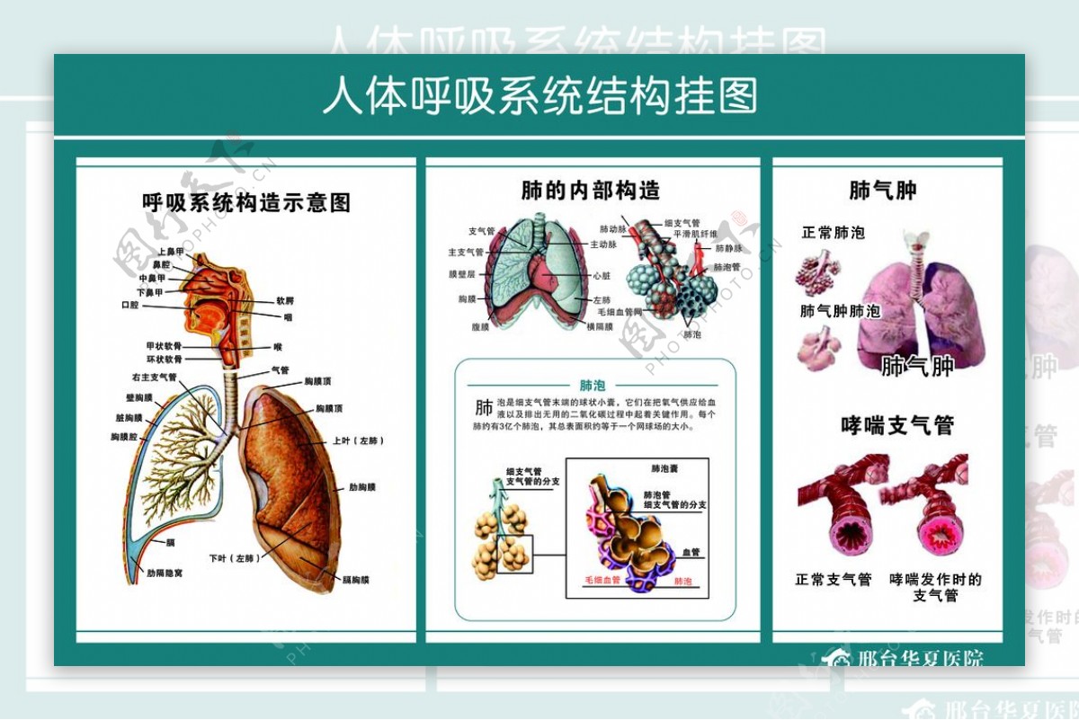 呼吸系统挂图图片