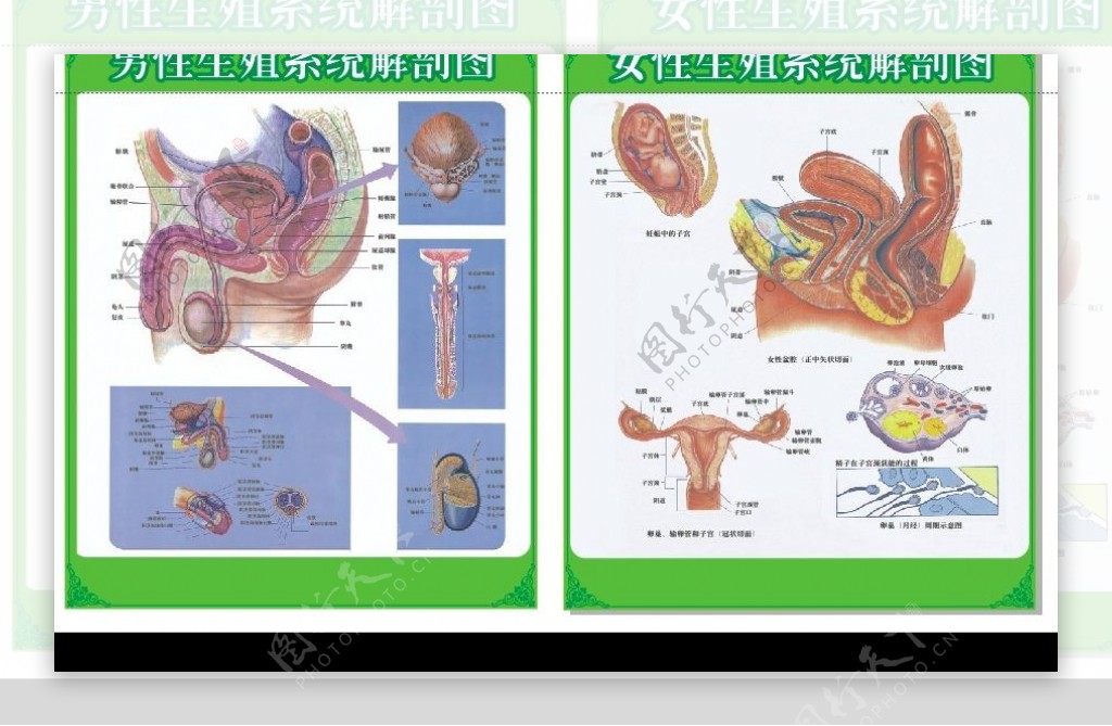 男女性生殖器官解剖图图片