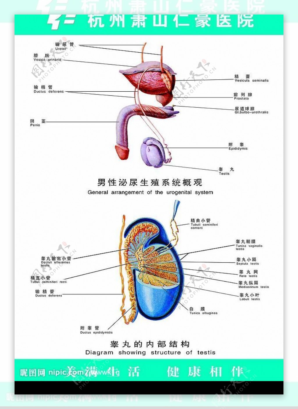 男性泌尿生殖系统概观图片