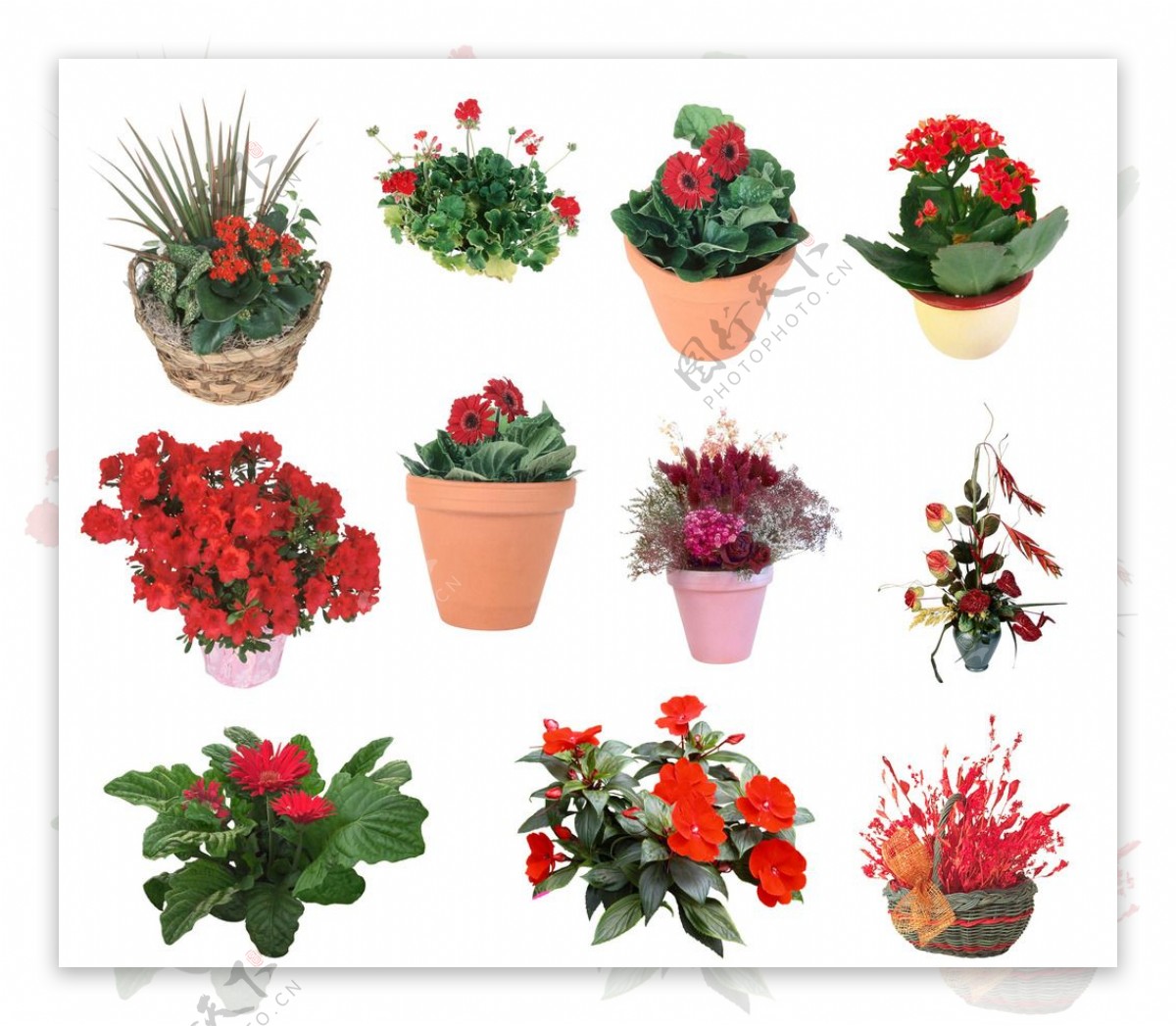 11种开花植物psd素材图片