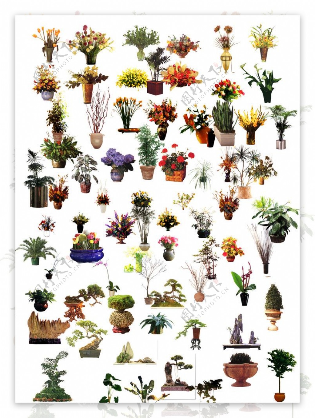植物花卉素材图片