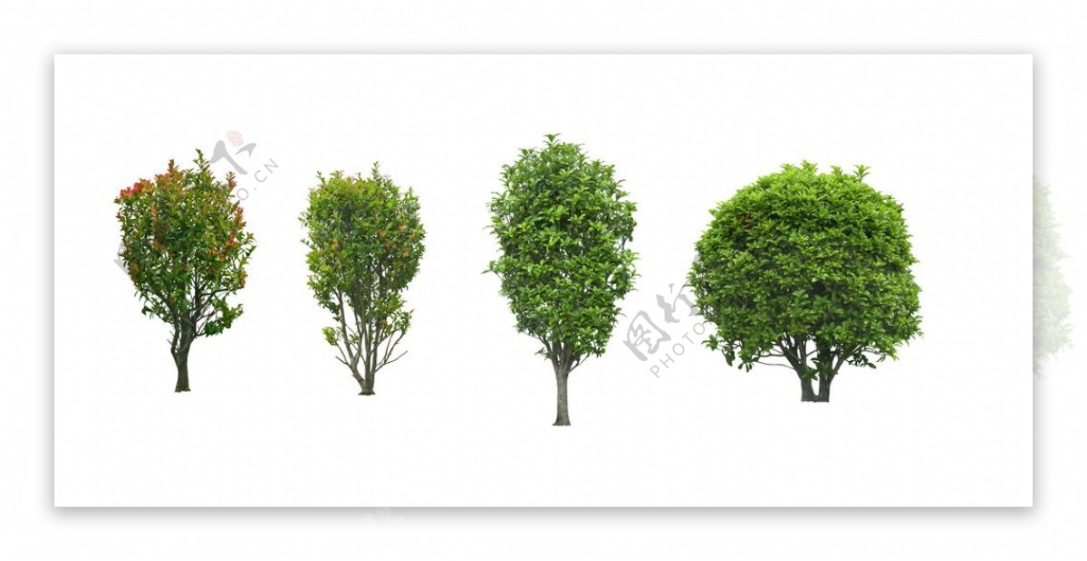 绿化桂花树图片