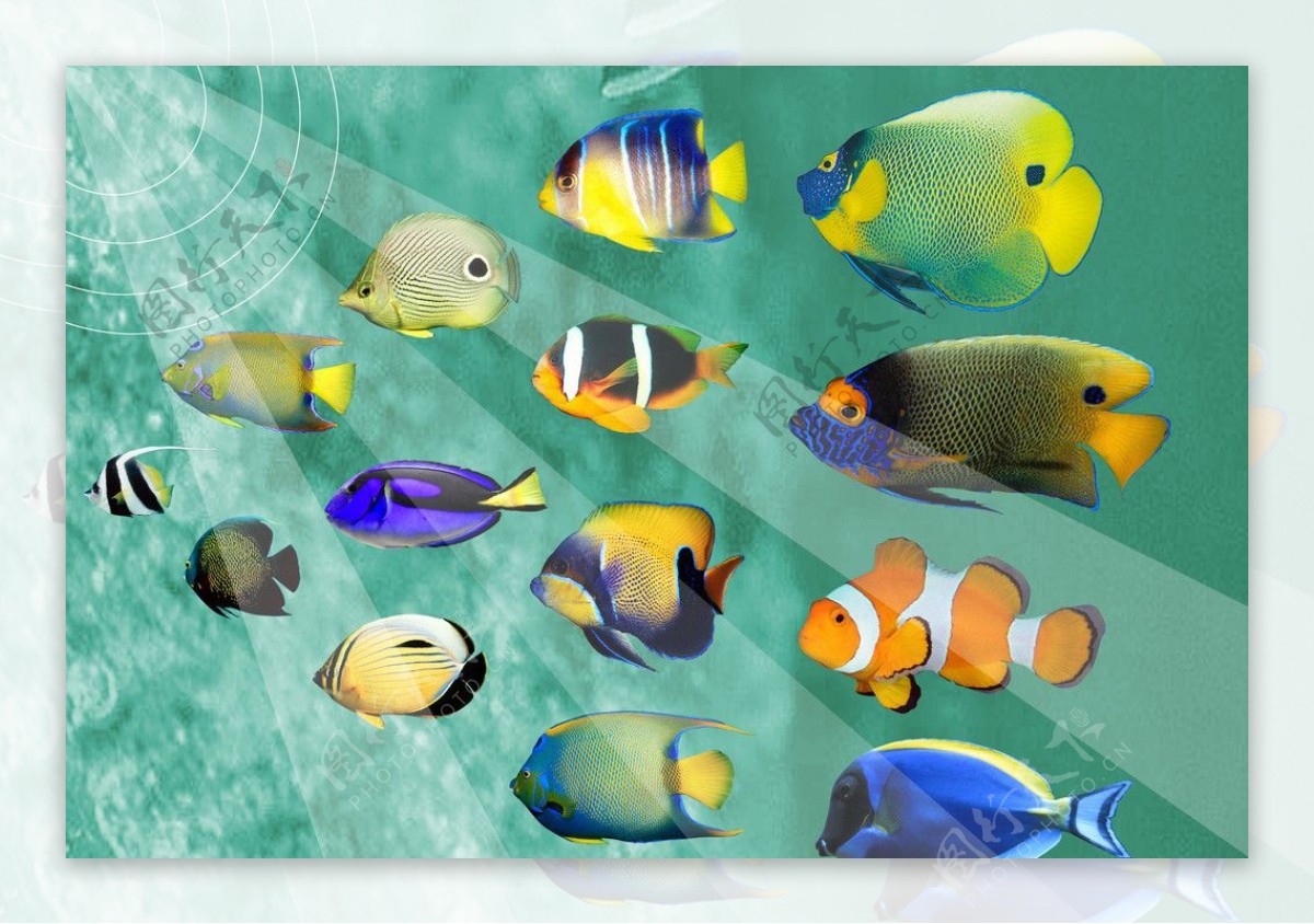 海底生物鱼图片