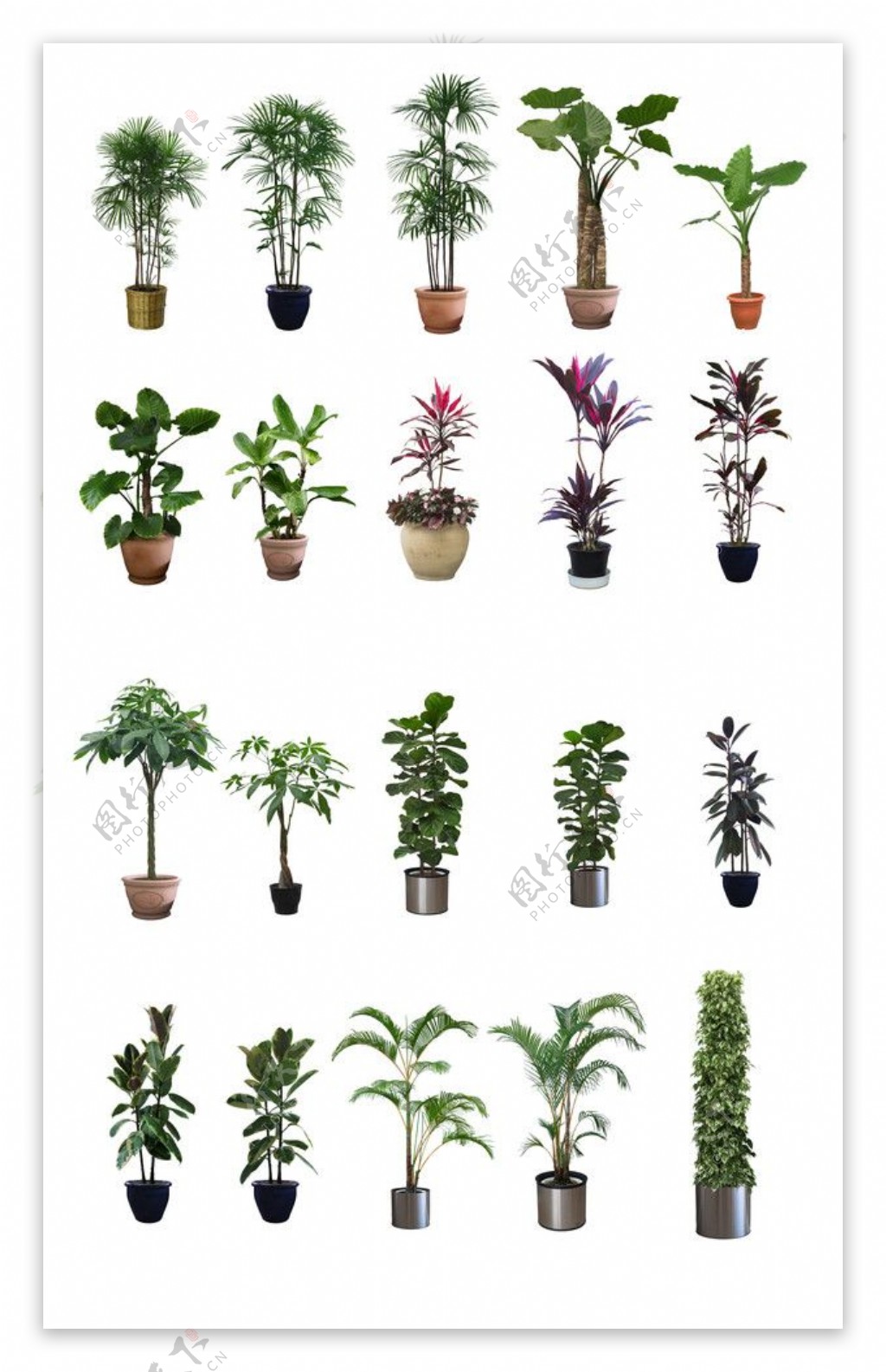 盆栽植物大集合PSD70棵图片