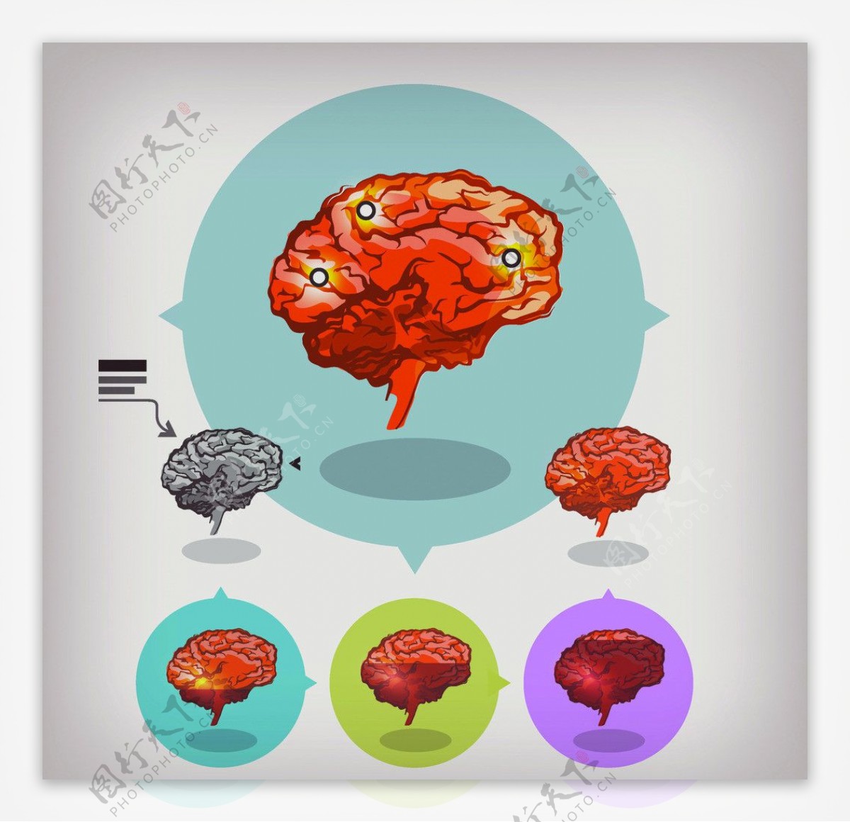 人脑图片