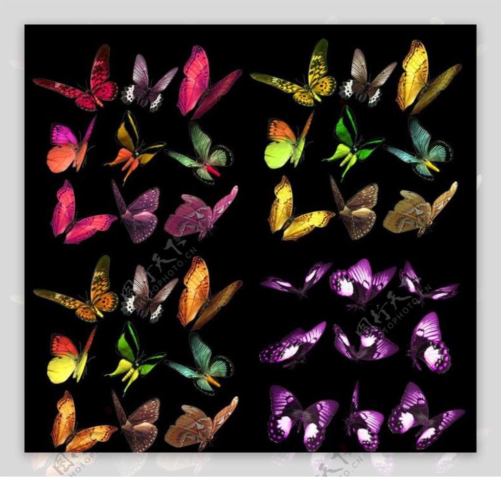 多款蝴蝶分层国外素材图片