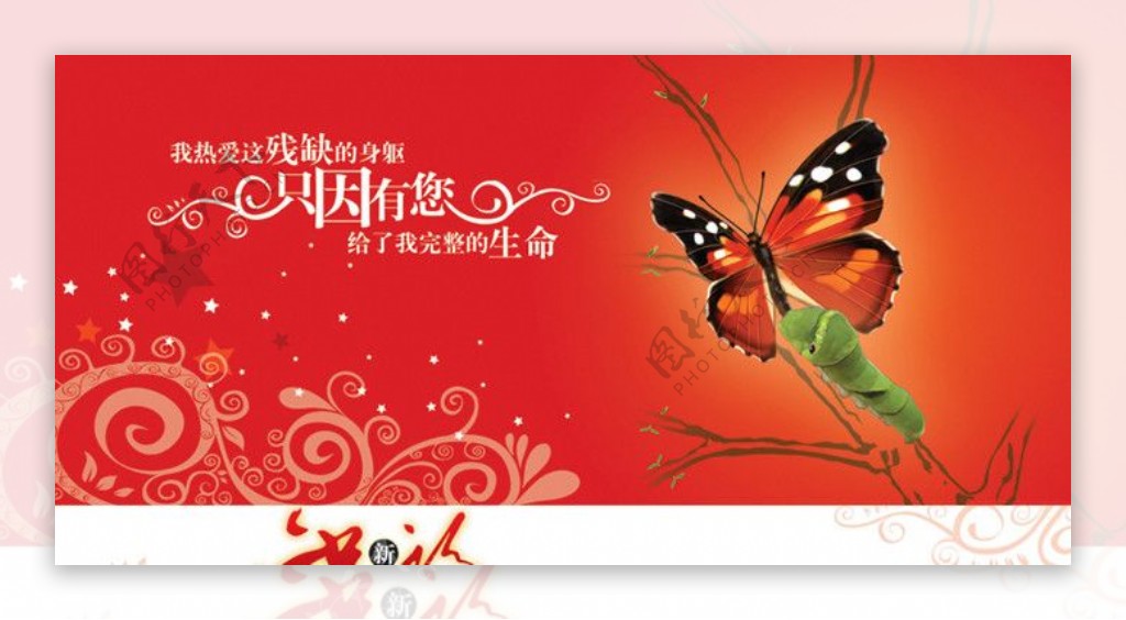 2010邮政贺卡参赛作品原创蝴蝶篇图片