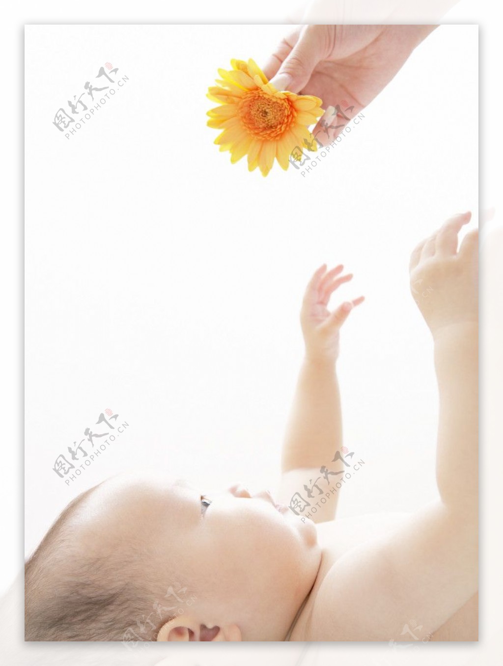 伸手去拿鲜花的宝宝婴儿图片