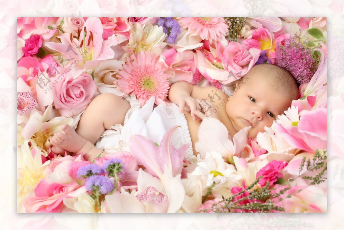 躺在鲜花丛中的婴儿玫瑰图片