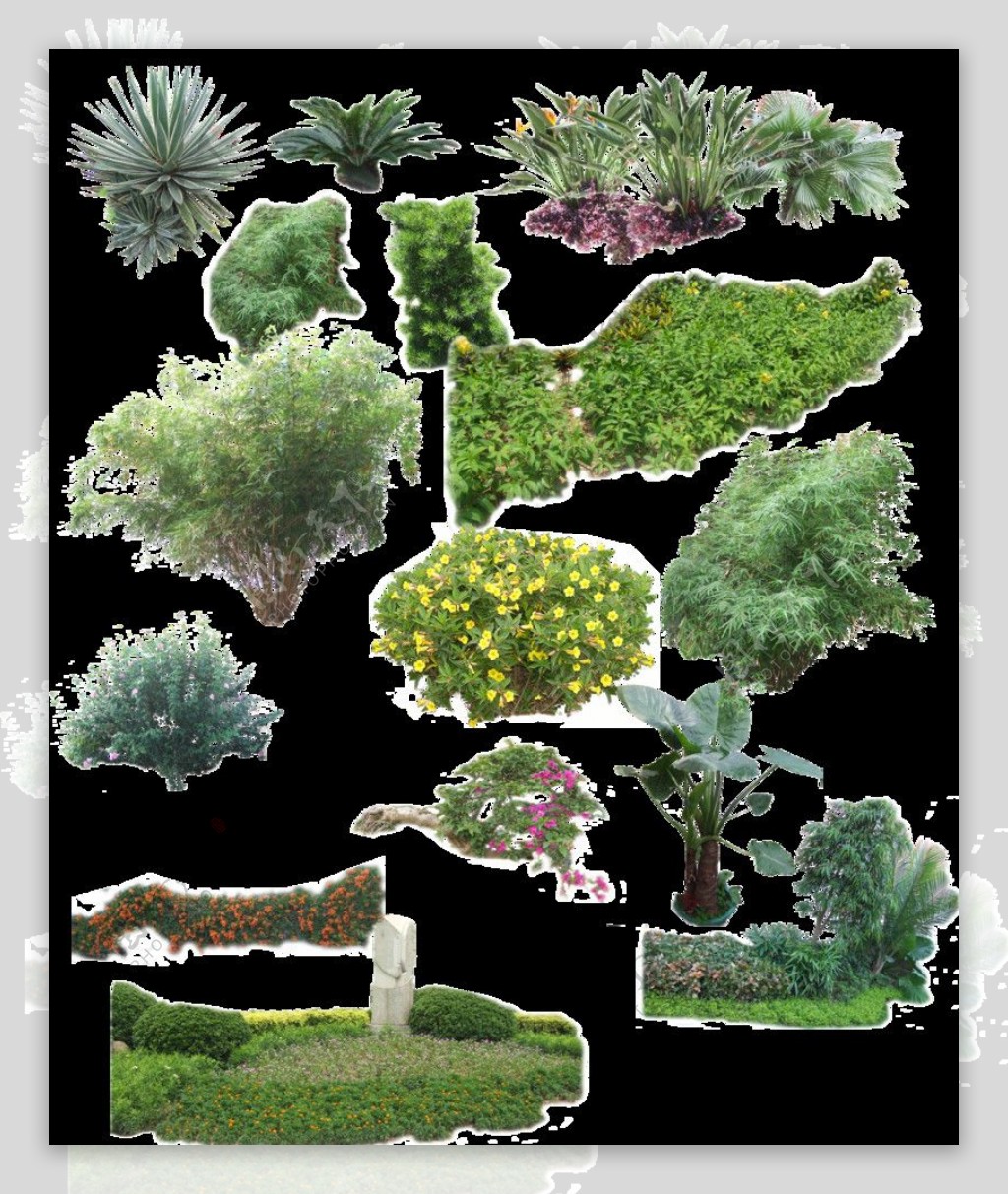 园林植物素材图片