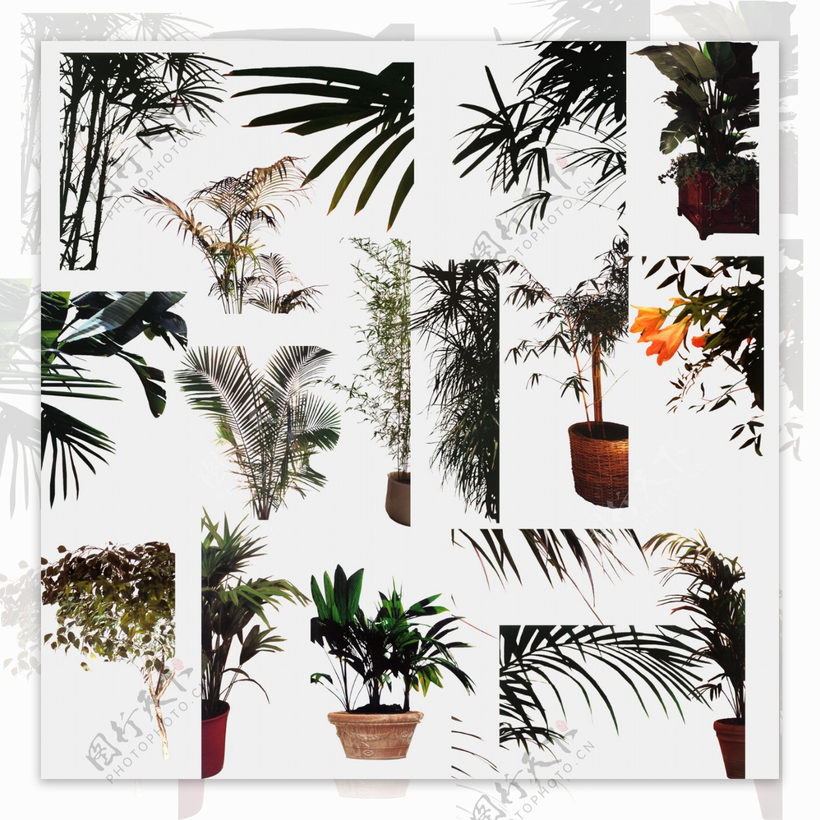 室内植物PSD文件图片