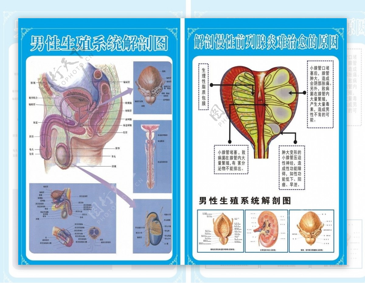 男性生殖器背神经图片