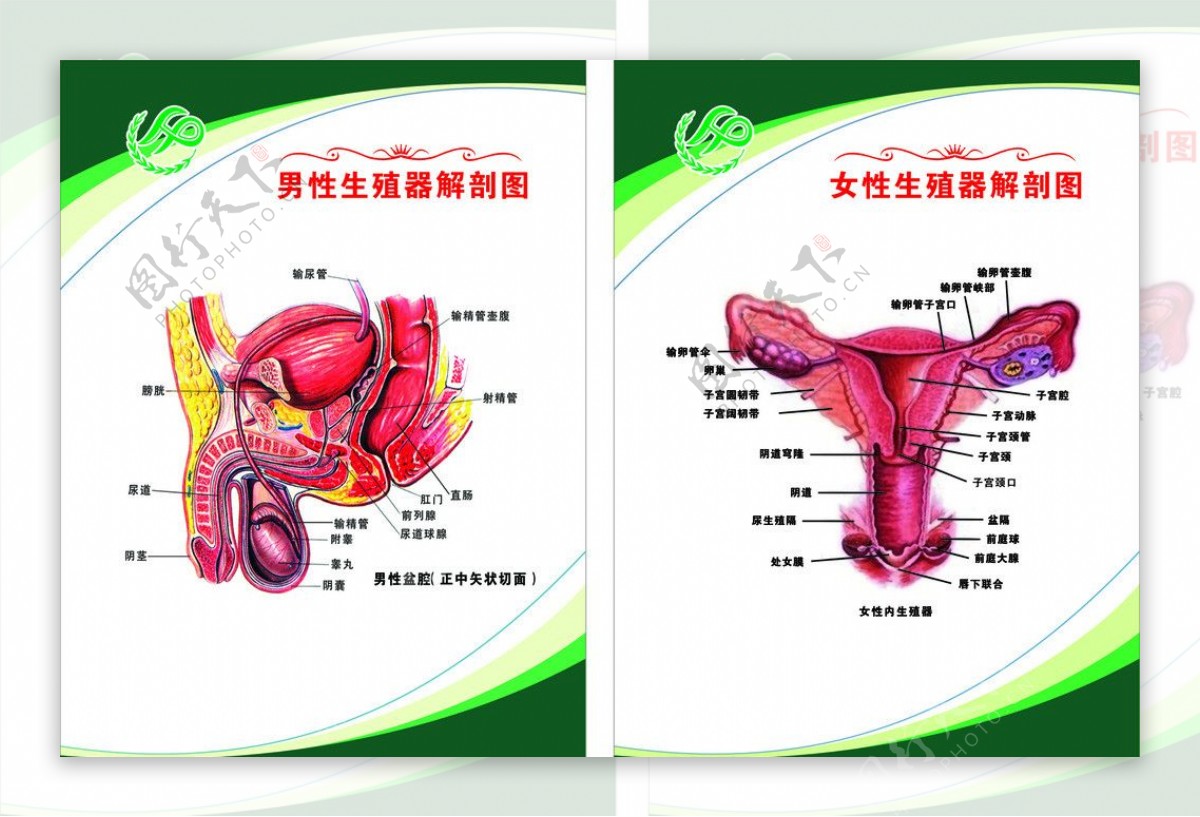 透明男性生殖解剖尿道阴茎海绵体睾丸肛肠膀胱导尿腹腔剖面人模型-阿里巴巴