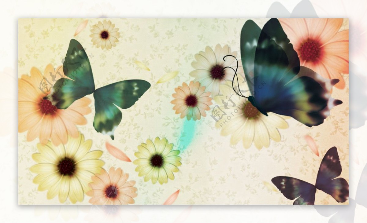 蝴蝶花图片