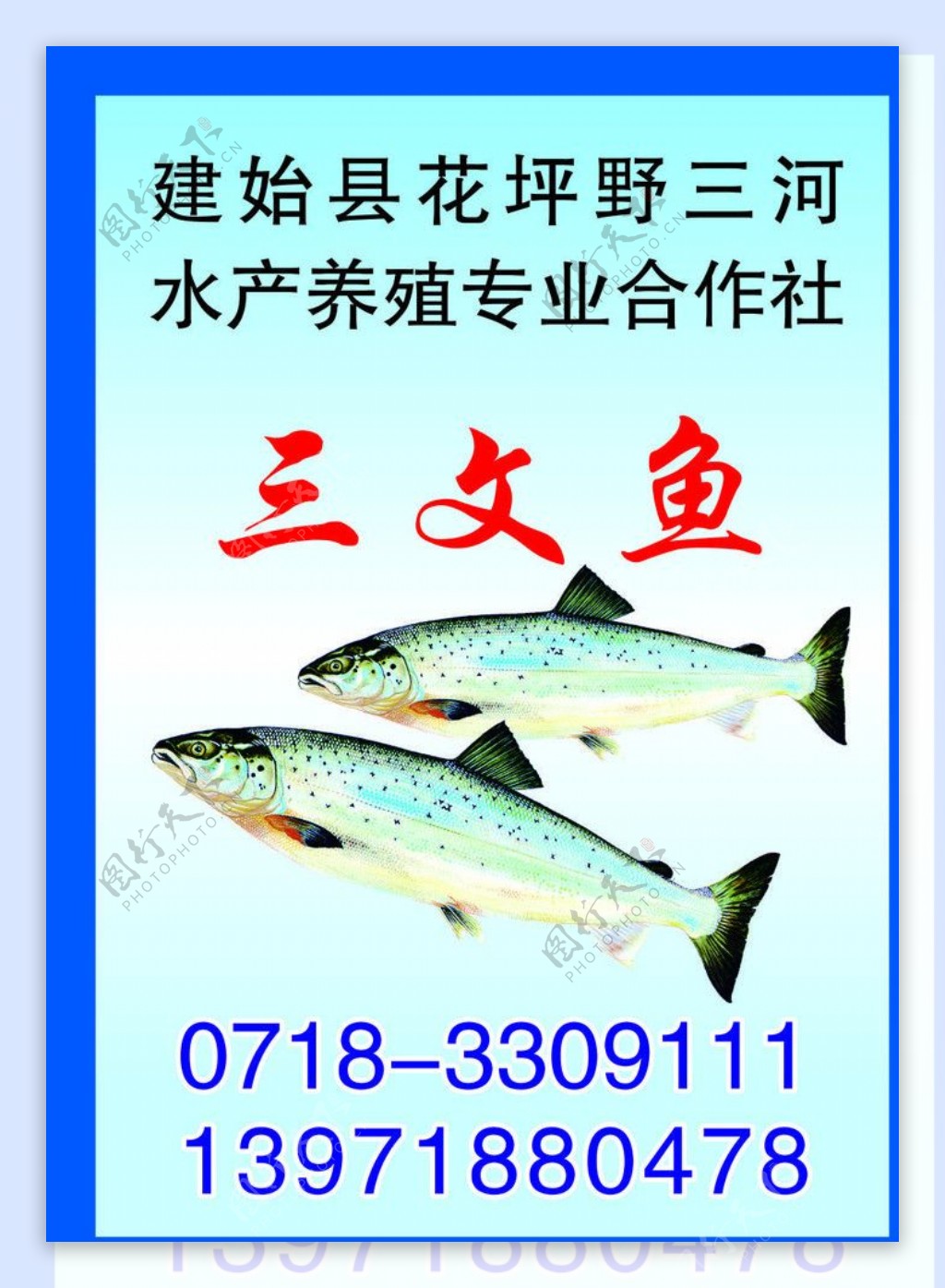 三文鱼养殖图片