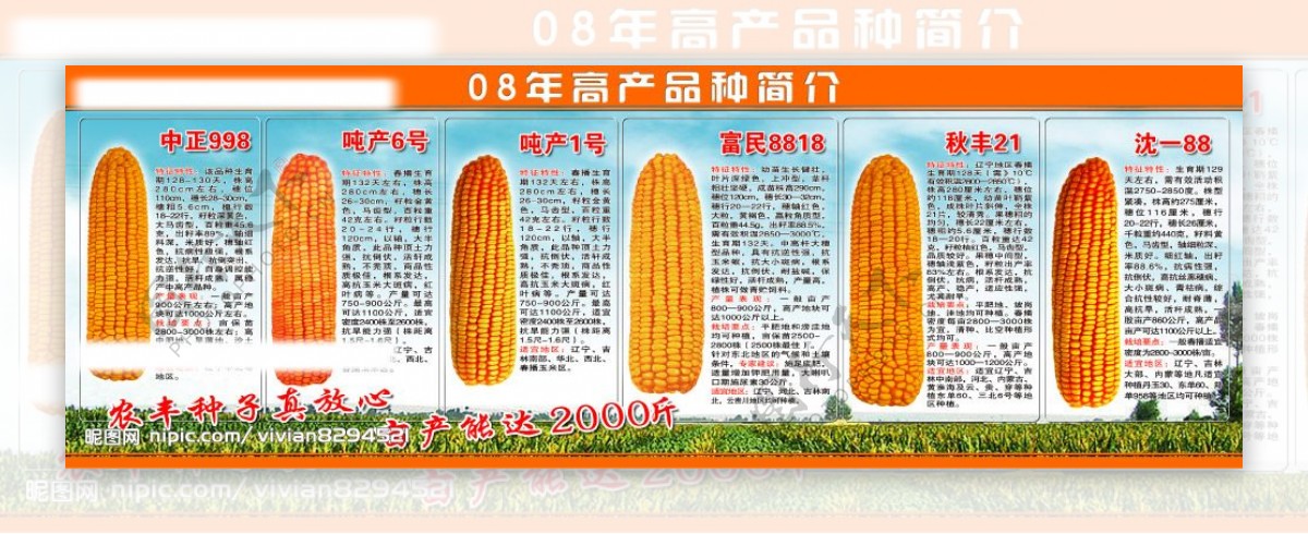 高产玉米简介图片