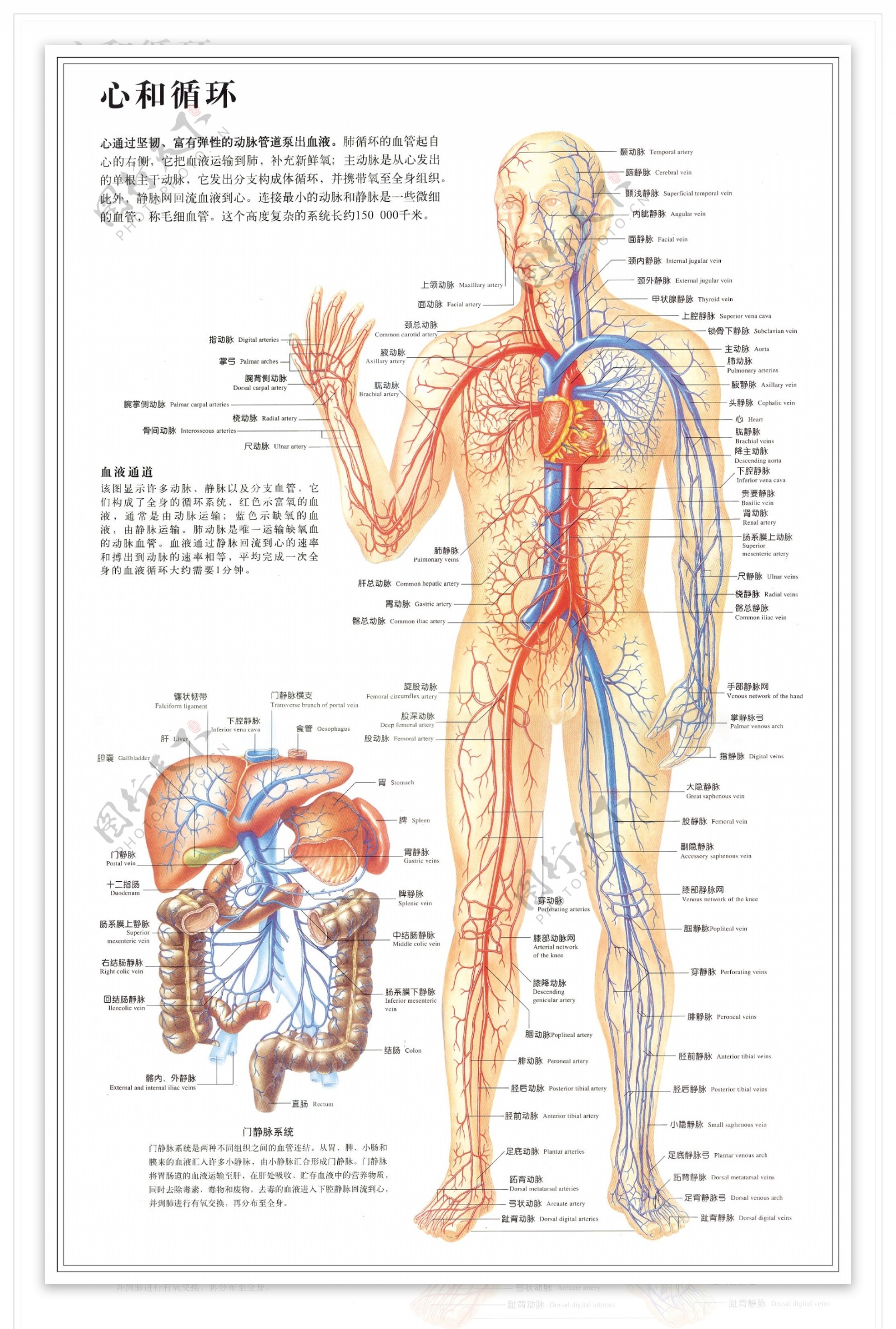 人体穴位图片