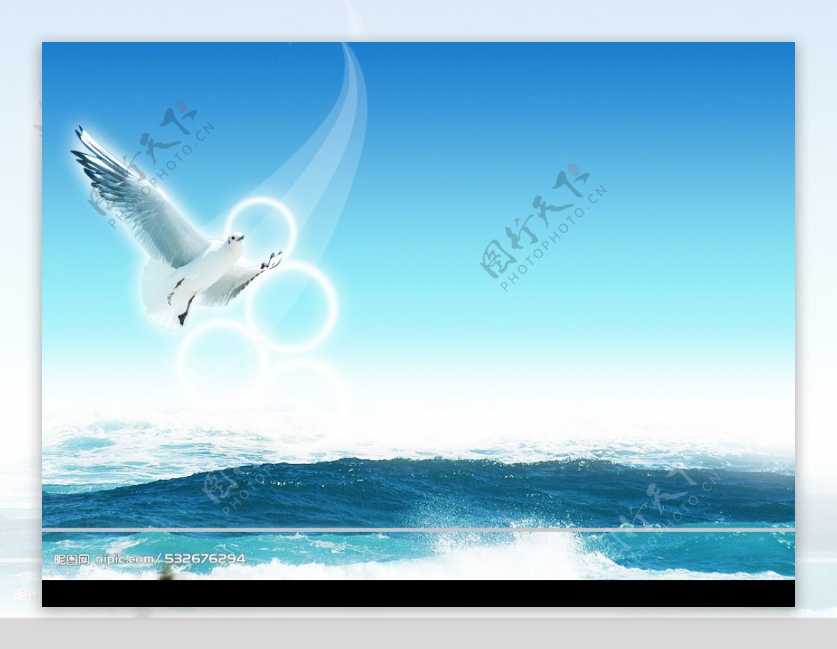 海上海鸥图片
