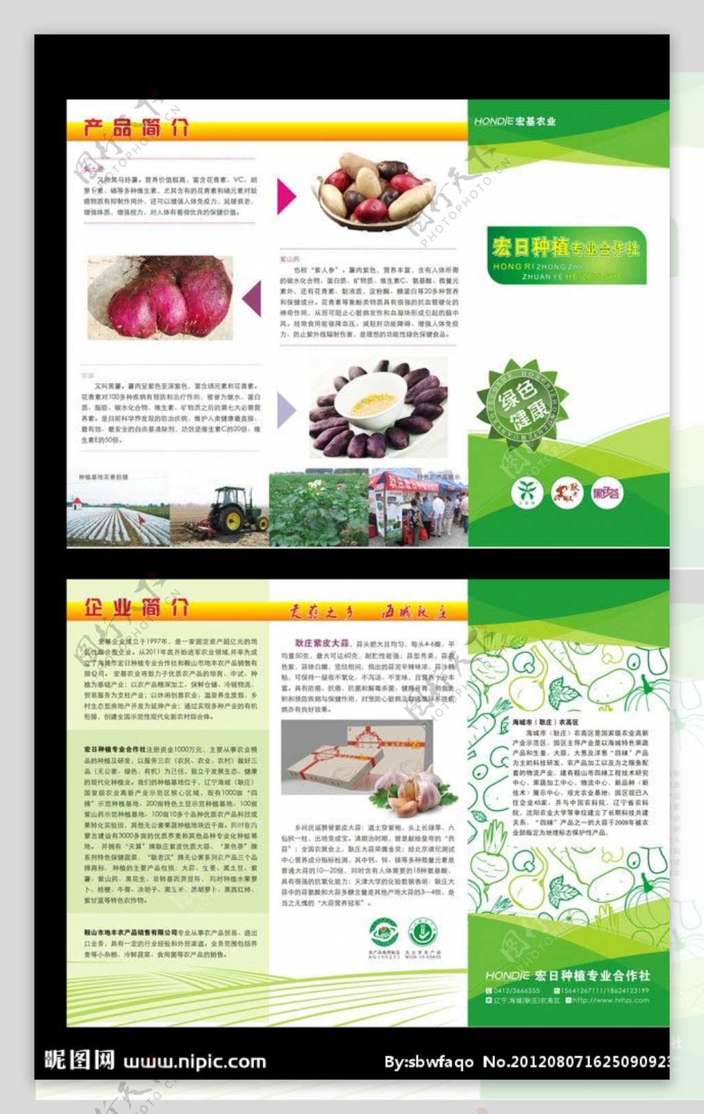宏日农业之薯类农产品简介折页图片