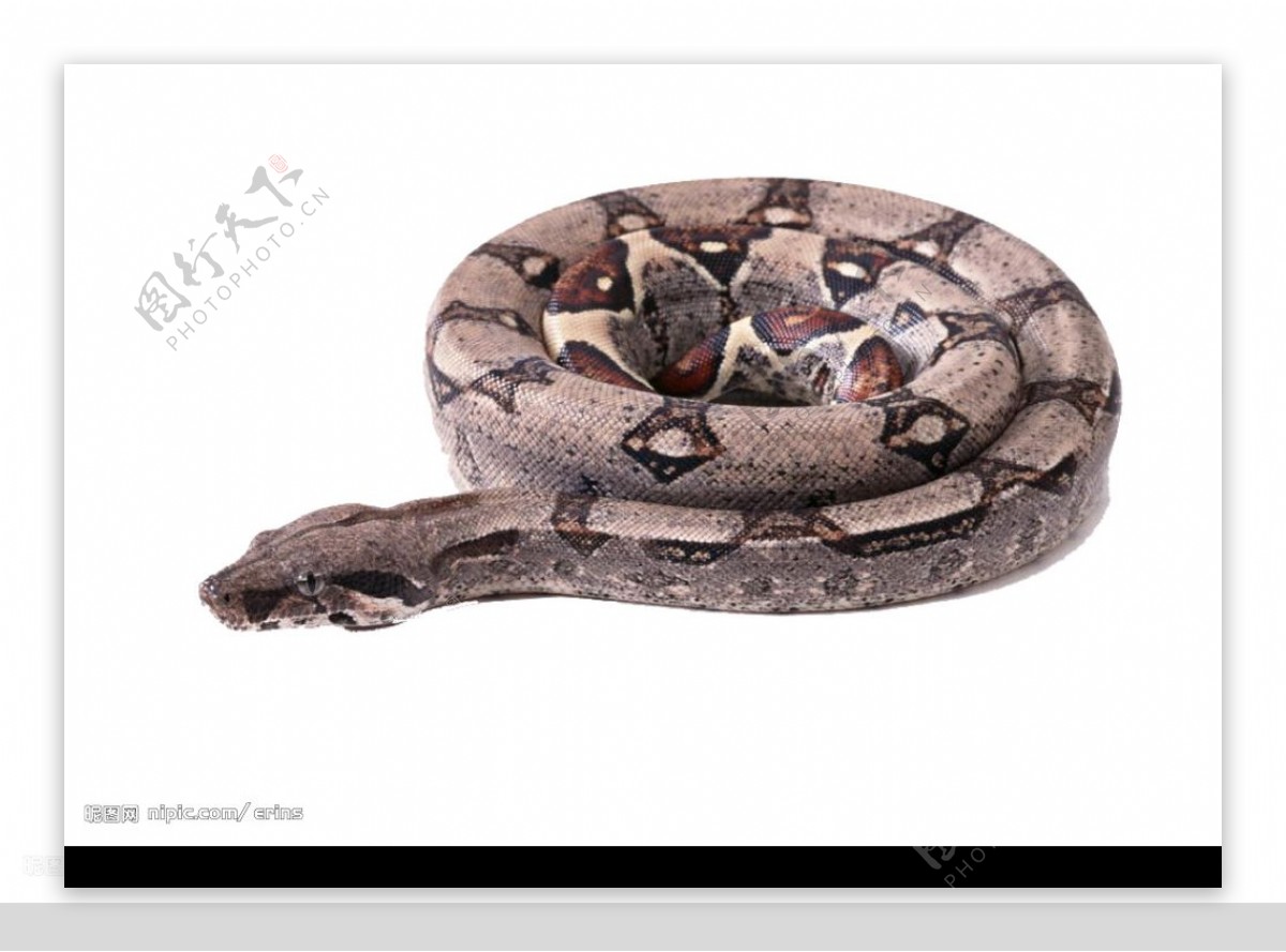 蛇图图片