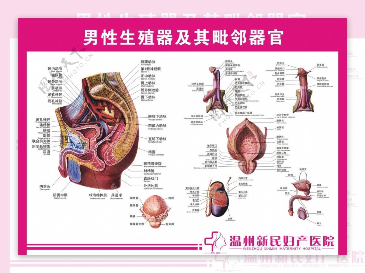 医学展板人体男性泌尿系统解剖图高清psd图片_易拉宝_展板展架-图行天下素材网