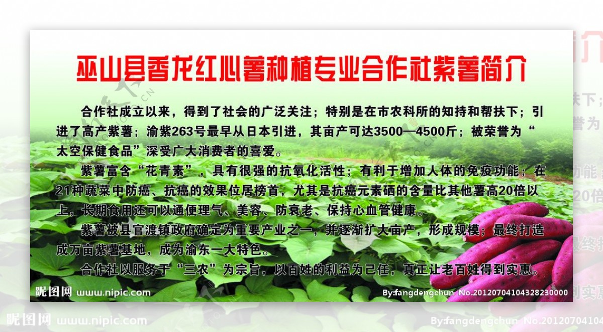 红心薯简介图片