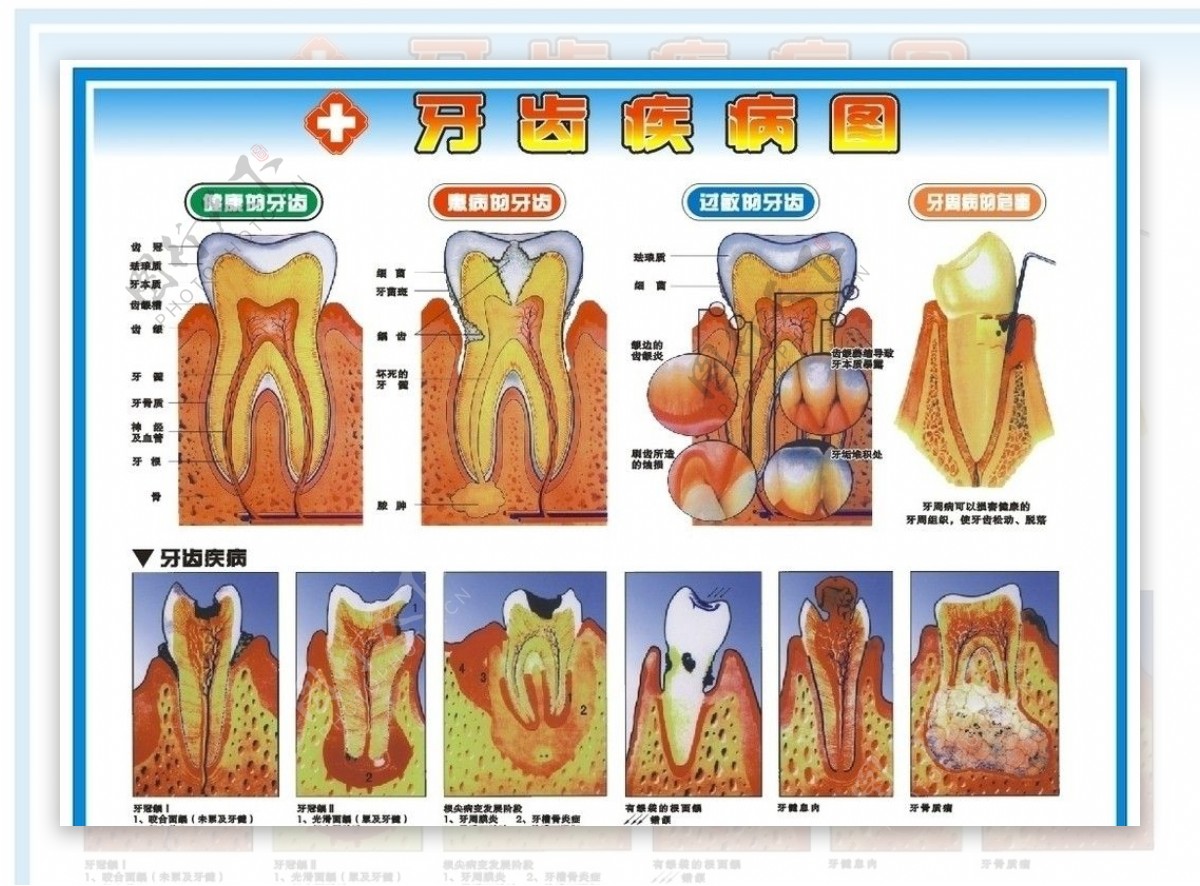 牙齿图片