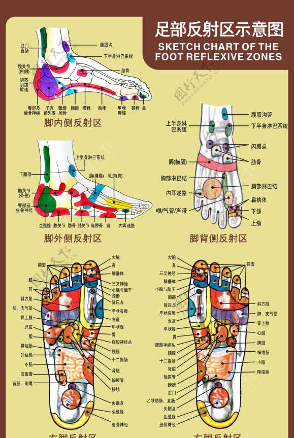 沐足足疗理疗穴位图脚底图反射图位图图片