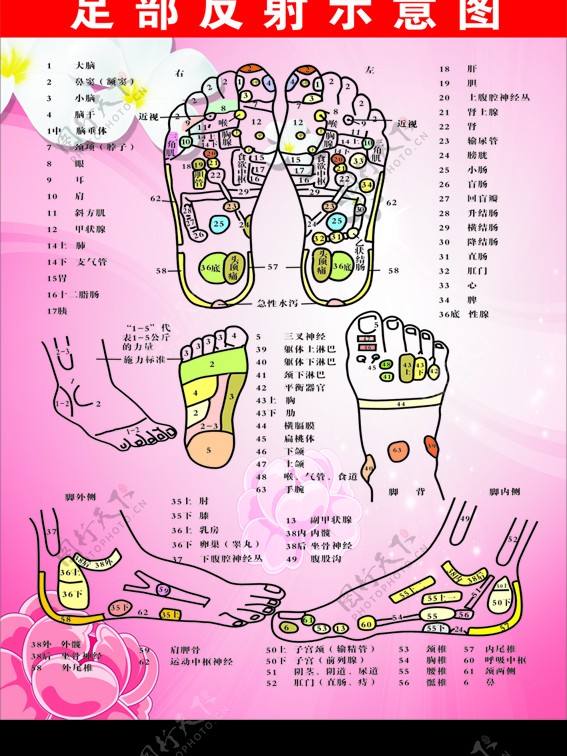 足部反射区示意图图片