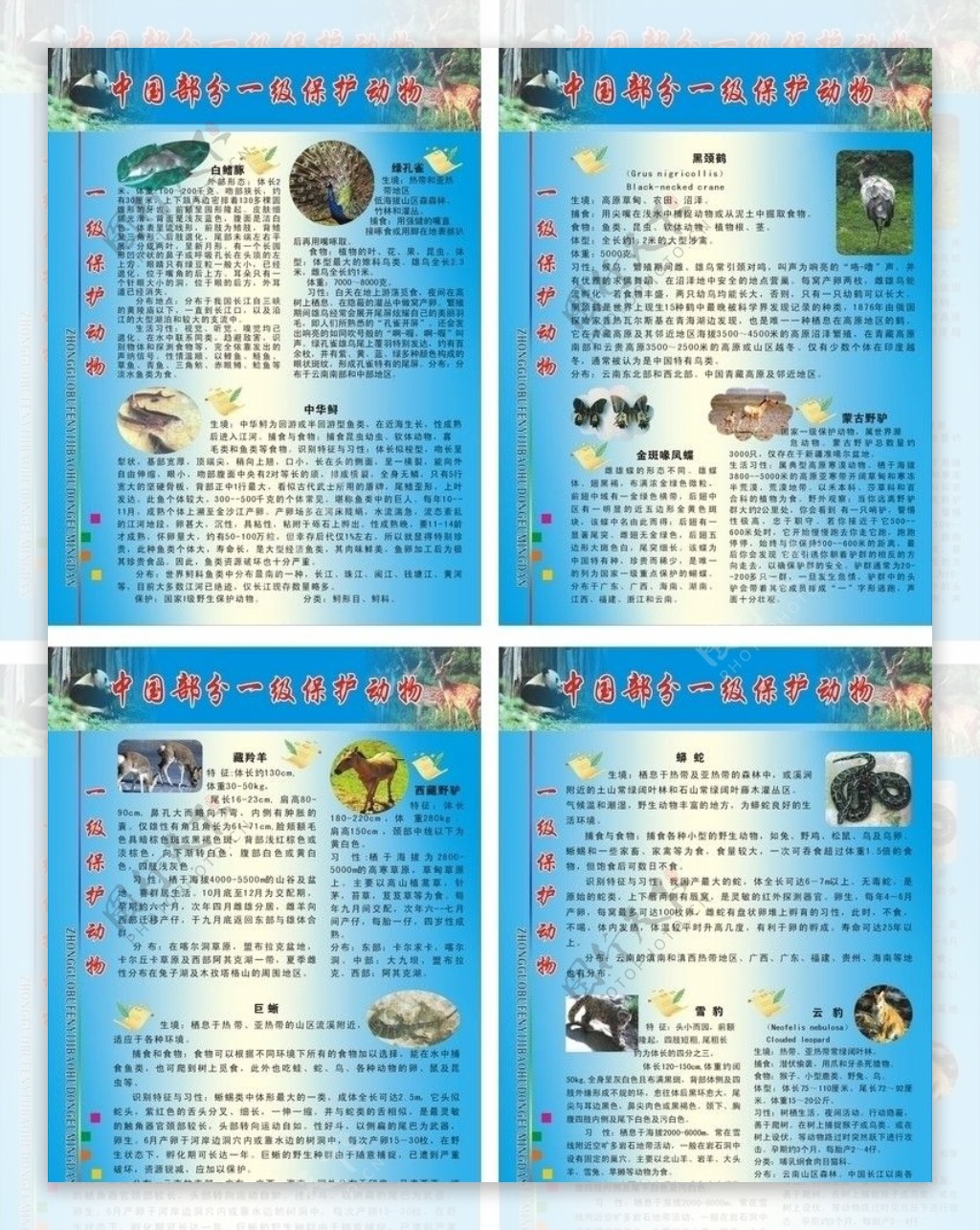 中国部分一级保护动物图片