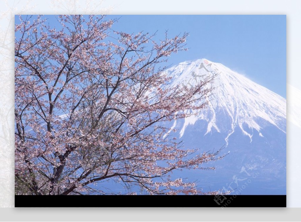 樱花与富士山0004