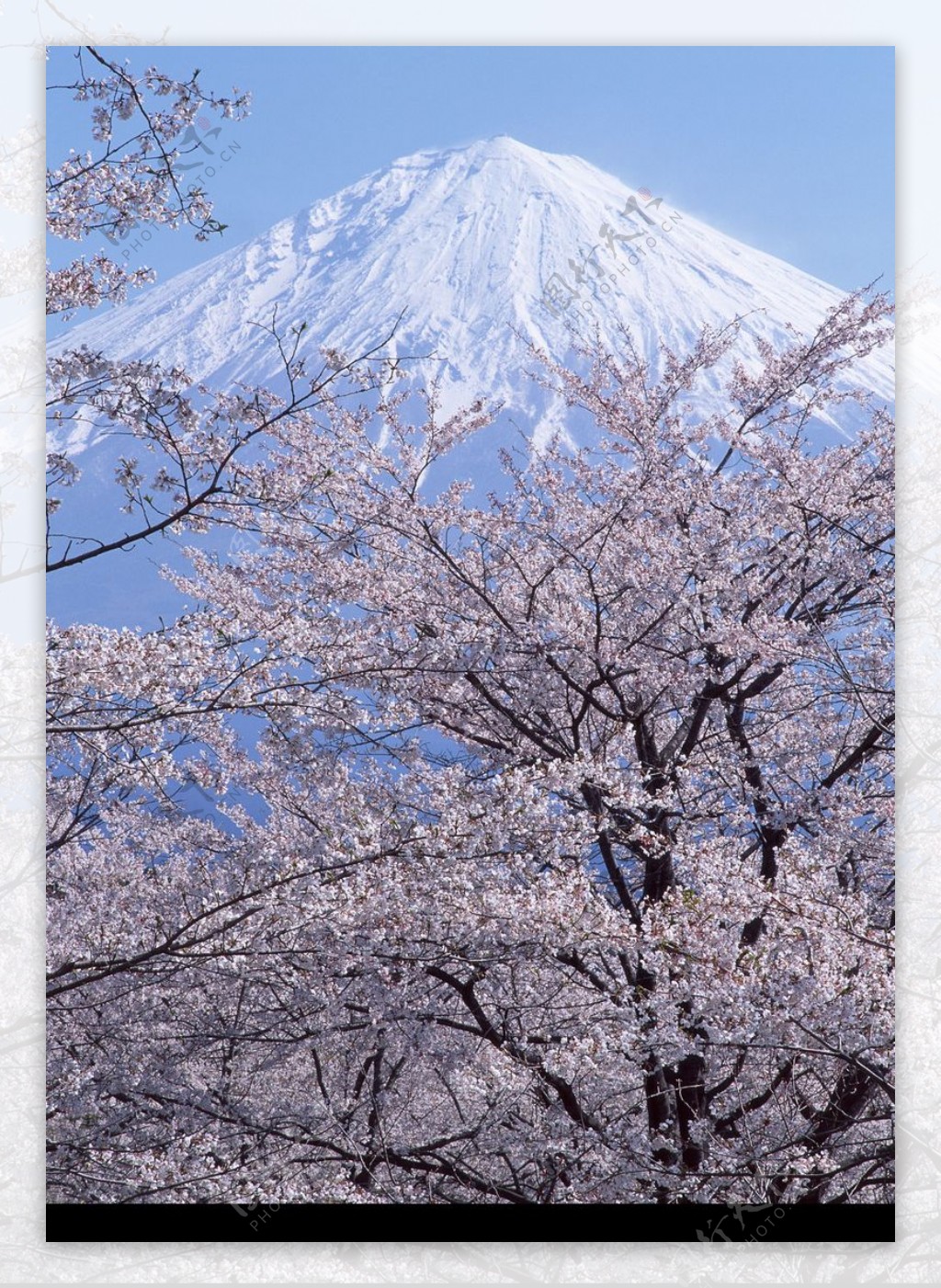 樱花与富士山0012