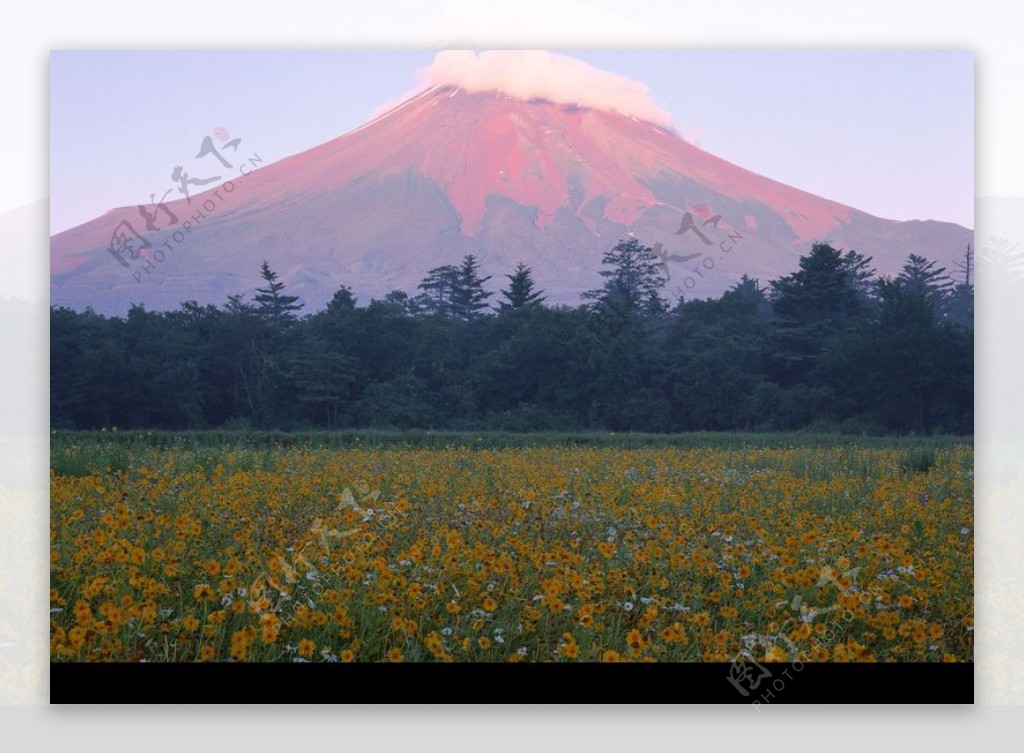 樱花与富士山0127
