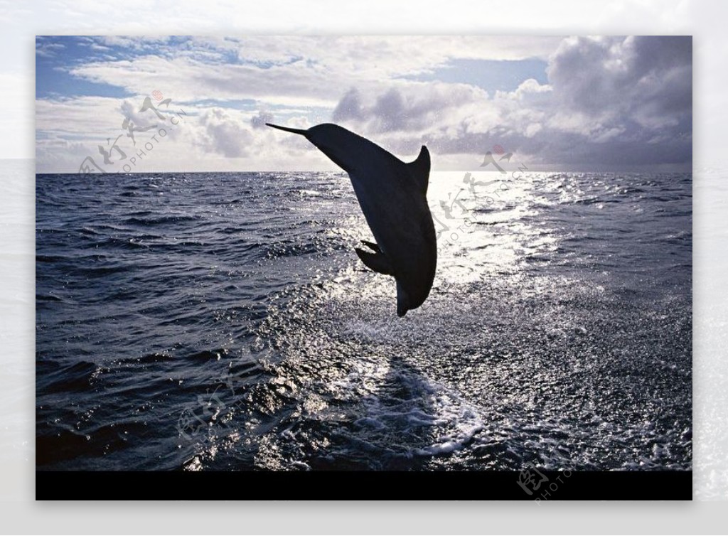 鲸鱼鲨鱼海豚0150