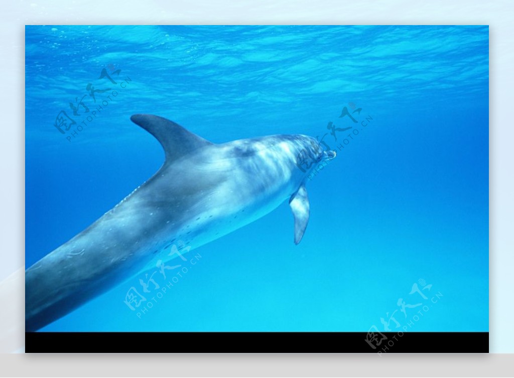 海豚鲸鱼企鹅0125