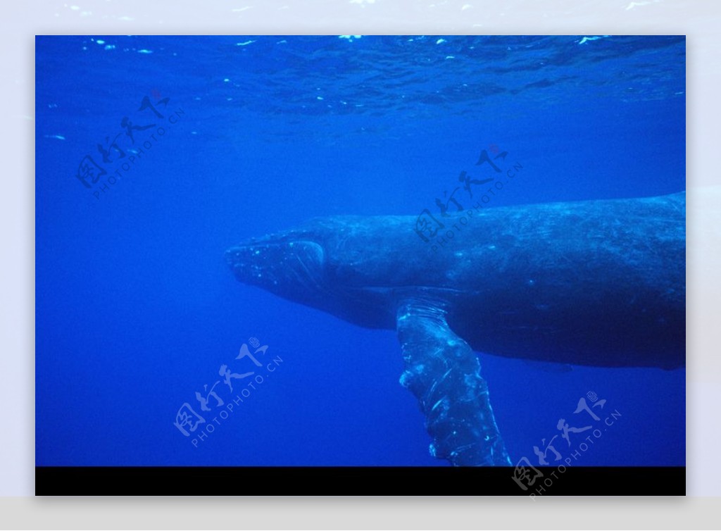 海豚鲸鱼企鹅0167