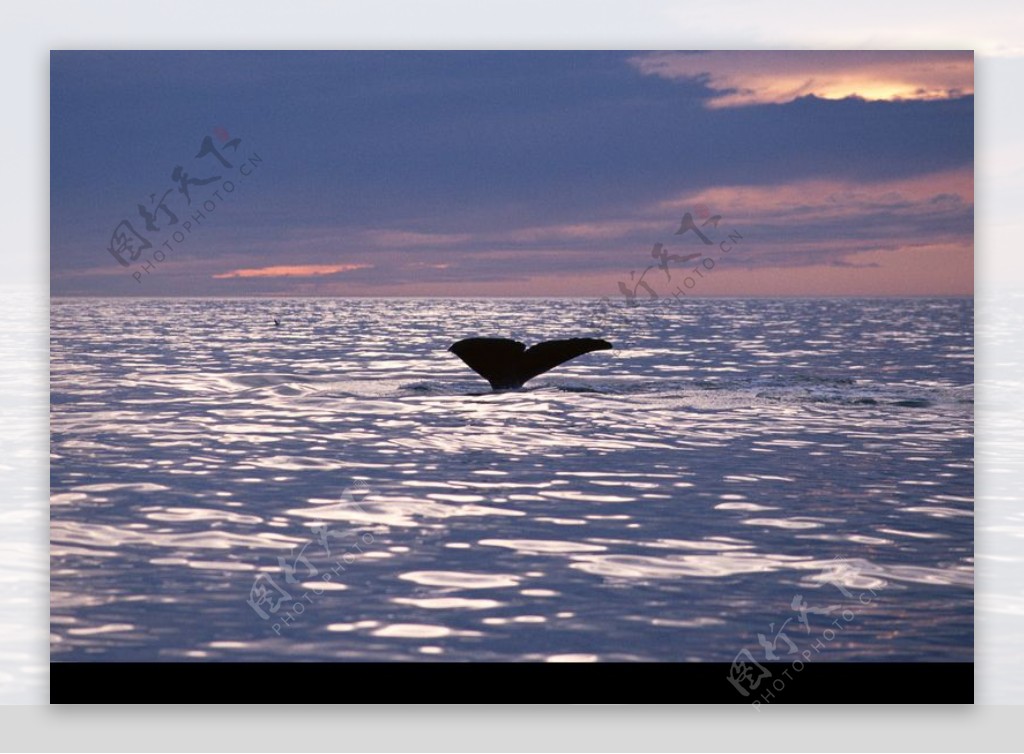 海豚鲸鱼企鹅0197