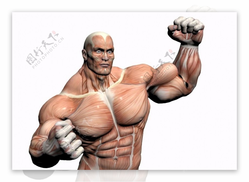 肌肉人体模型0102