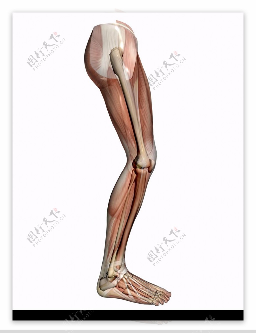 肌肉人体模型0071