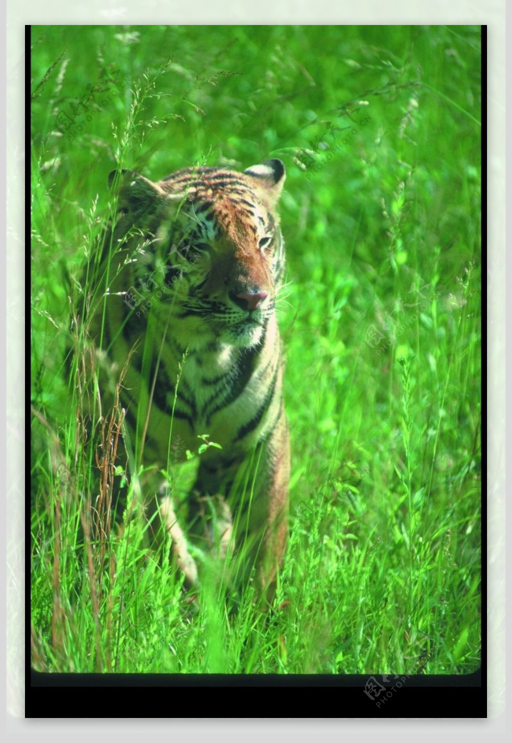 狮虎豹0216