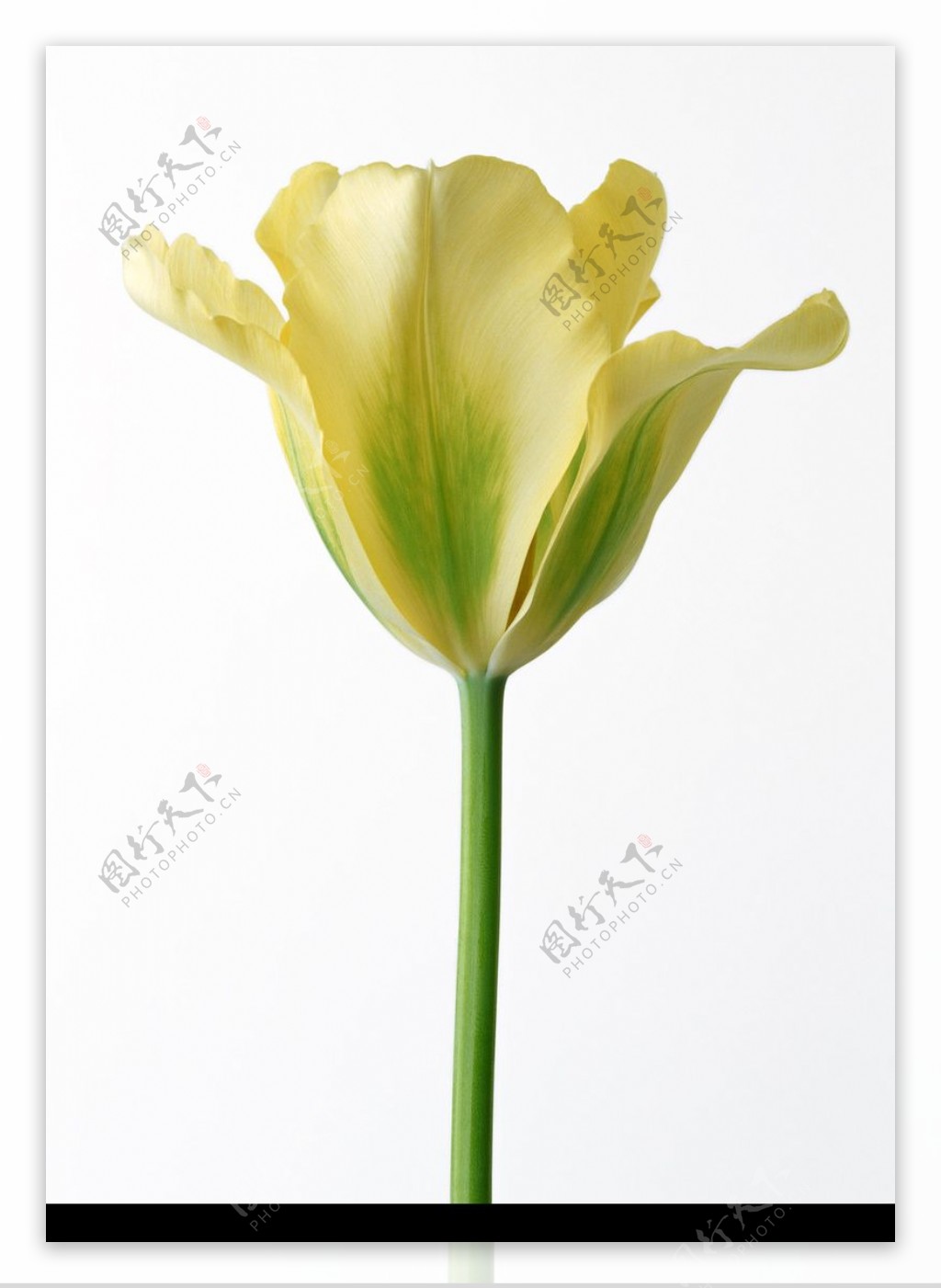 花卉造型0125