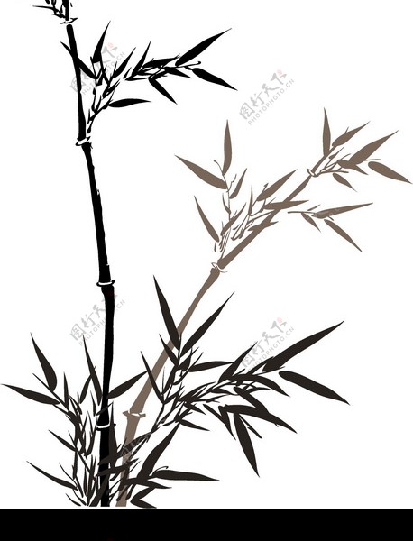 竹子荷花植物0041