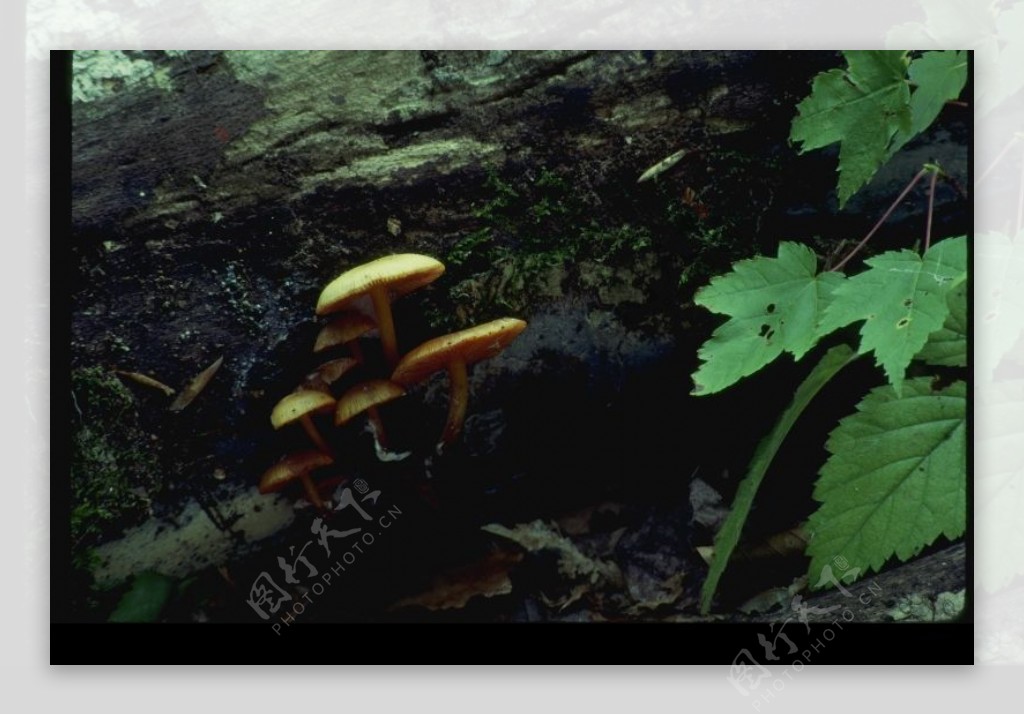 野生蘑菇0073
