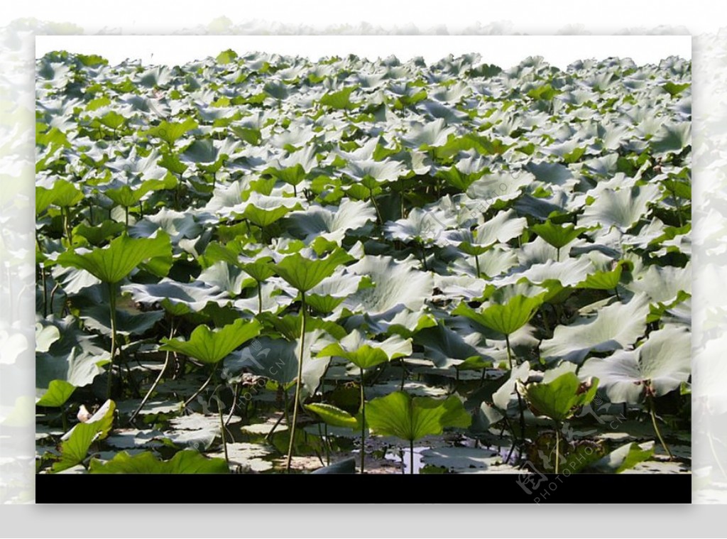 室外植物0077